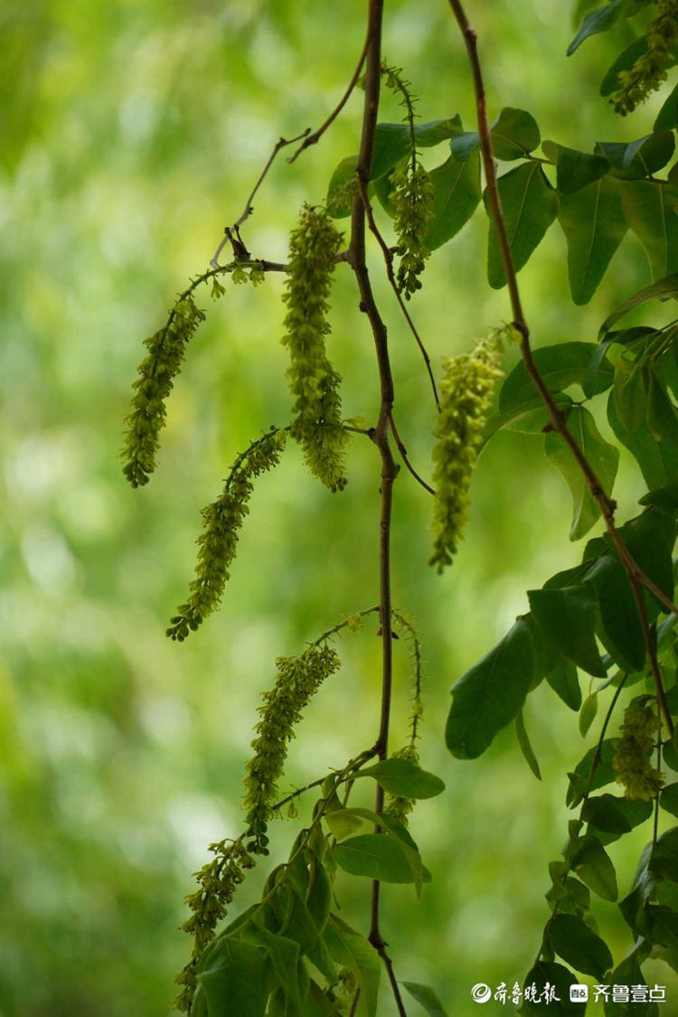 花开齐鲁|你认识皂角树吗？济南英雄山皂角树开出串串穗状花