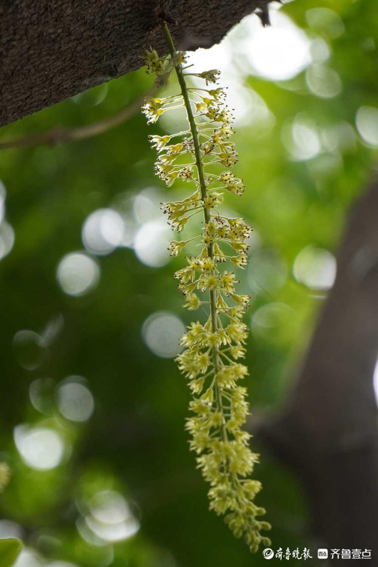 花开齐鲁|你认识皂角树吗？济南英雄山皂角树开出串串穗状花