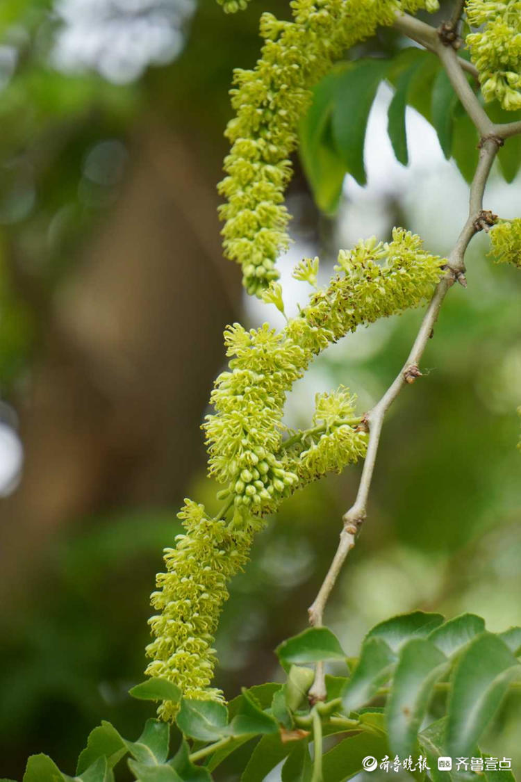 花开齐鲁|你认识皂角树吗？济南英雄山皂角树开出串串穗状花
