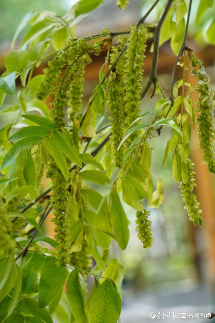 花开齐鲁|你认识皂角树吗？济南英雄山皂角树开出串串穗状花