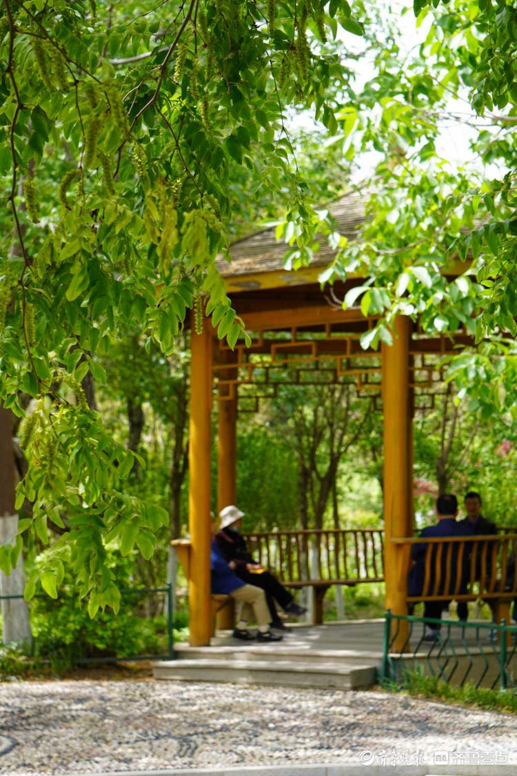 花开齐鲁|你认识皂角树吗？济南英雄山皂角树开出串串穗状花