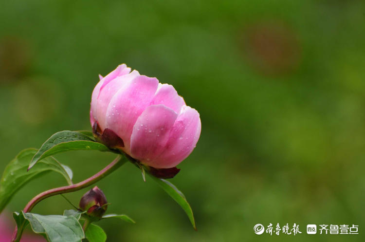花开齐鲁|五月芍药展芳姿！济南泉城公园的芍药开花啦，快去打卡