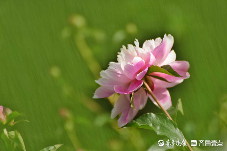 花开齐鲁|五月芍药展芳姿！济南泉城公园的芍药开花啦，快去打卡