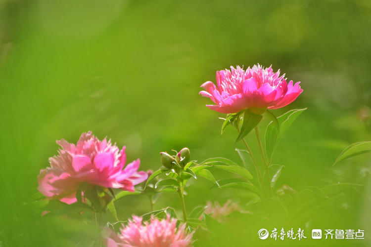 花开齐鲁|五月芍药展芳姿！济南泉城公园的芍药开花啦，快去打卡