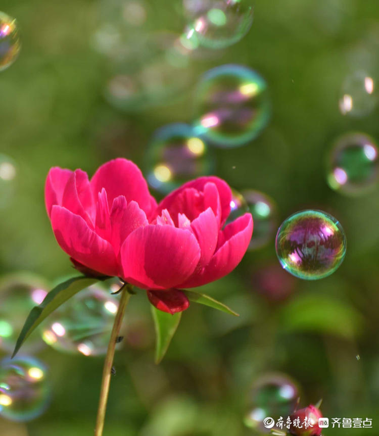 花开齐鲁|五月芍药展芳姿！济南泉城公园的芍药开花啦，快去打卡