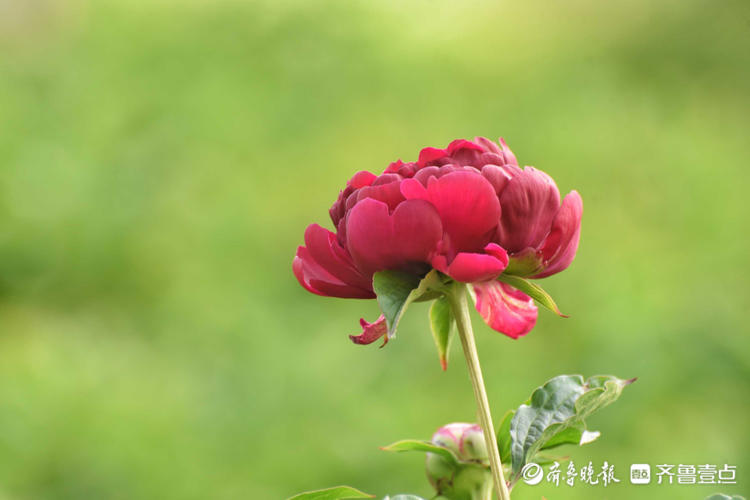 花开齐鲁|五月芍药展芳姿！济南泉城公园的芍药开花啦，快去打卡