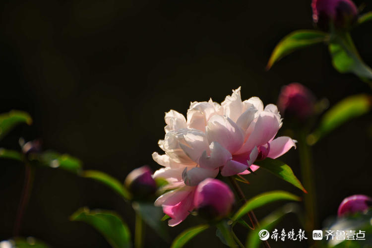 花开齐鲁|五月芍药展芳姿！济南泉城公园的芍药开花啦，快去打卡