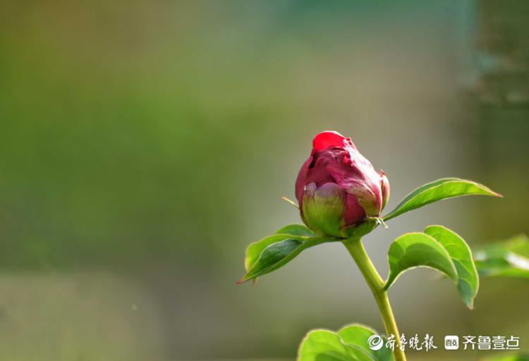 花开齐鲁|五月芍药展芳姿！济南泉城公园的芍药开花啦，快去打卡