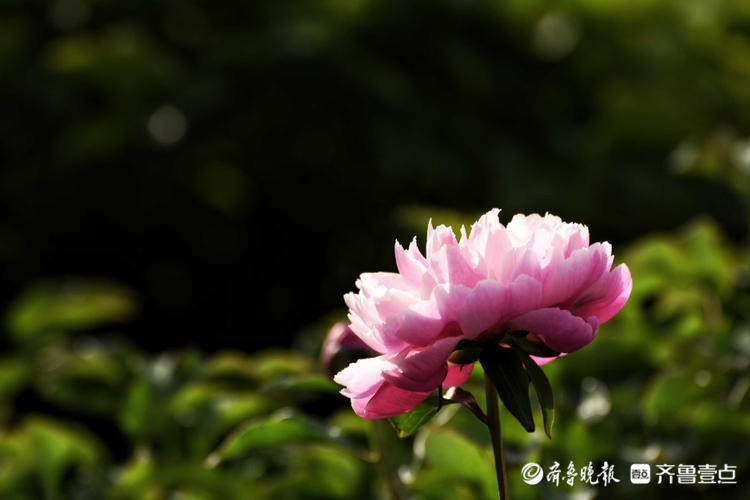 花开齐鲁|五月芍药展芳姿！济南泉城公园的芍药开花啦，快去打卡