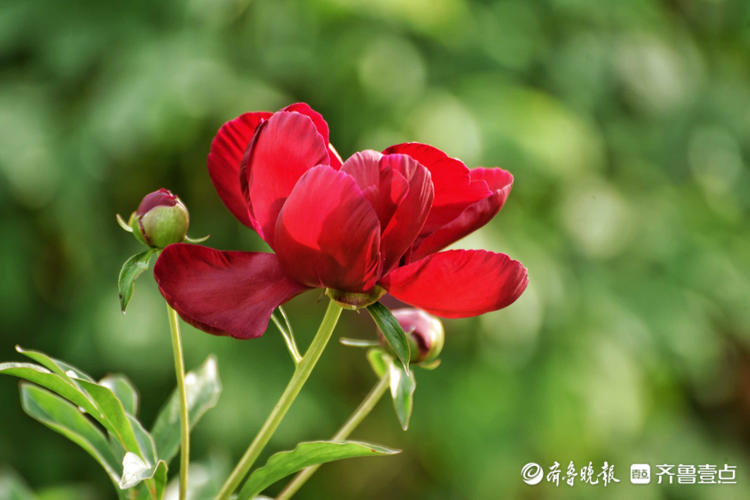 花开齐鲁|五月芍药展芳姿！济南泉城公园的芍药开花啦，快去打卡