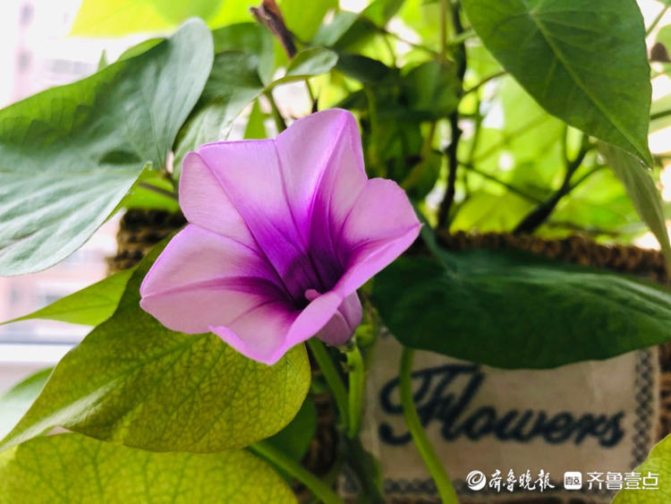 花开齐鲁|你见过蜜薯开花吗？壹粉制作的水培蜜薯开花了，很惊艳