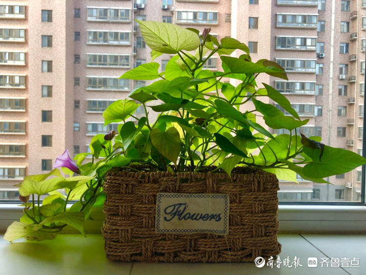 花开齐鲁|你见过蜜薯开花吗？壹粉制作的水培蜜薯开花了，很惊艳