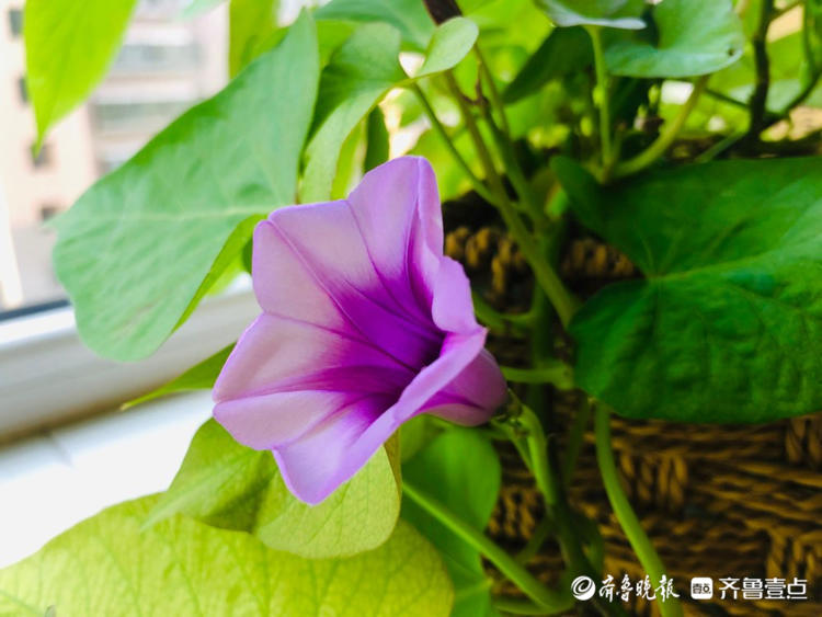 花开齐鲁|你见过蜜薯开花吗？壹粉制作的水培蜜薯开花了，很惊艳