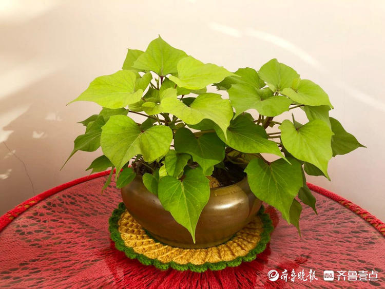 花开齐鲁|你见过蜜薯开花吗？壹粉制作的水培蜜薯开花了，很惊艳