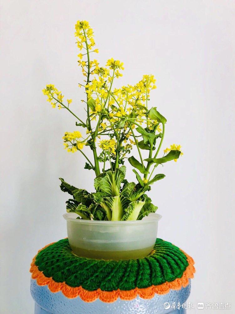 花开齐鲁|你见过蜜薯开花吗？壹粉制作的水培蜜薯开花了，很惊艳