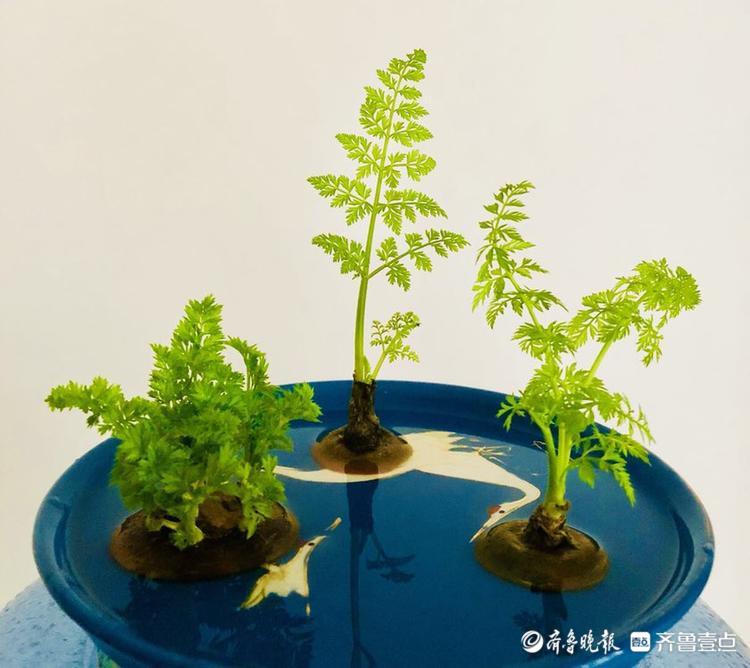 花开齐鲁|你见过蜜薯开花吗？壹粉制作的水培蜜薯开花了，很惊艳