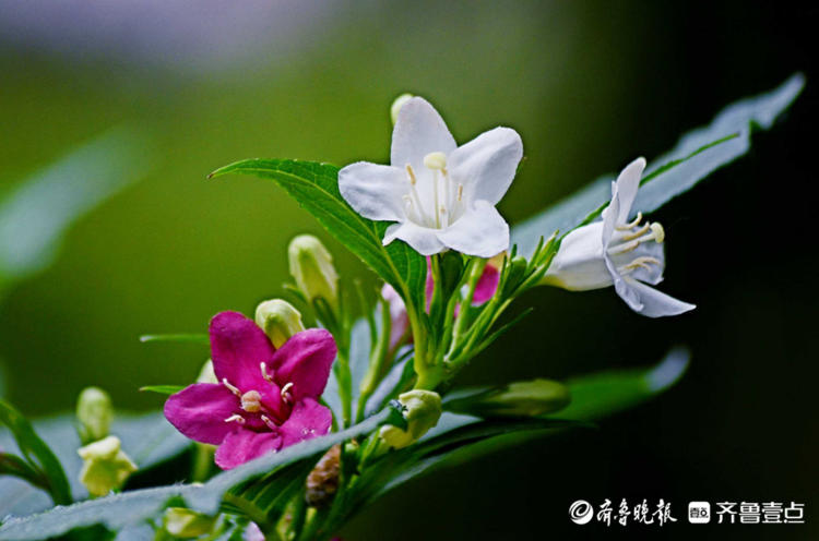 花开齐鲁|枝长花密似锦带！济南趵突泉锦带花开，点缀着美的空间