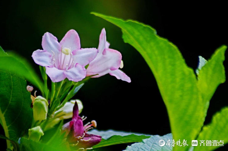 花开齐鲁|枝长花密似锦带！济南趵突泉锦带花开，点缀着美的空间