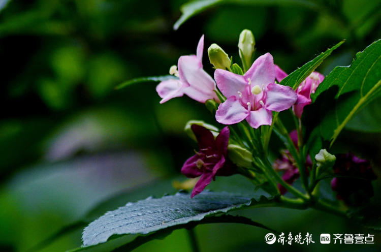 花开齐鲁|枝长花密似锦带！济南趵突泉锦带花开，点缀着美的空间