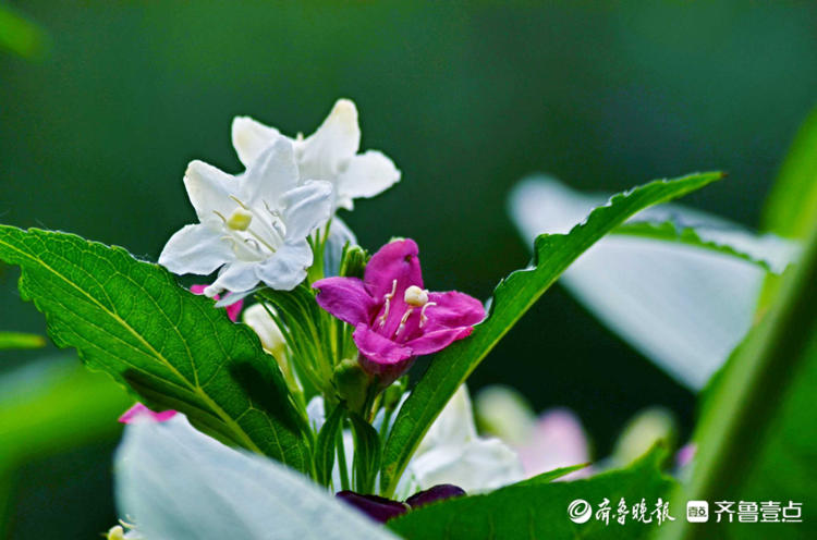 花开齐鲁|枝长花密似锦带！济南趵突泉锦带花开，点缀着美的空间