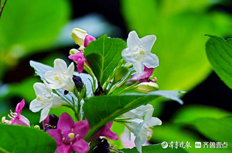 花开齐鲁|枝长花密似锦带！济南趵突泉锦带花开，点缀着美的空间