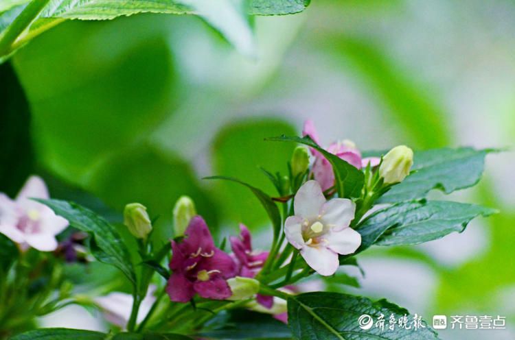 花开齐鲁|枝长花密似锦带！济南趵突泉锦带花开，点缀着美的空间