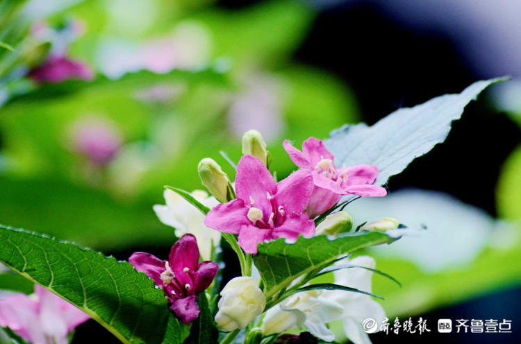 花开齐鲁|枝长花密似锦带！济南趵突泉锦带花开，点缀着美的空间