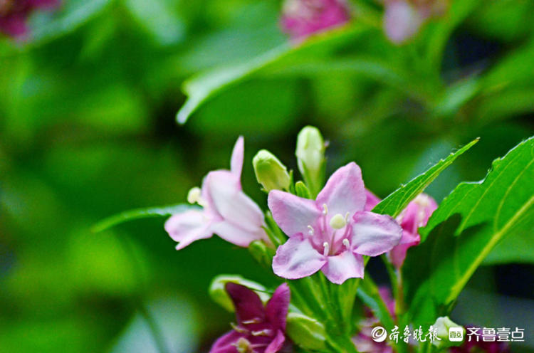 花开齐鲁|枝长花密似锦带！济南趵突泉锦带花开，点缀着美的空间