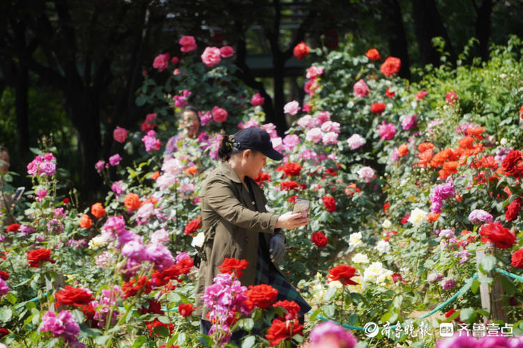花开齐鲁|美了美了！济南泉城公园月季花争奇斗艳，快来赏花啦