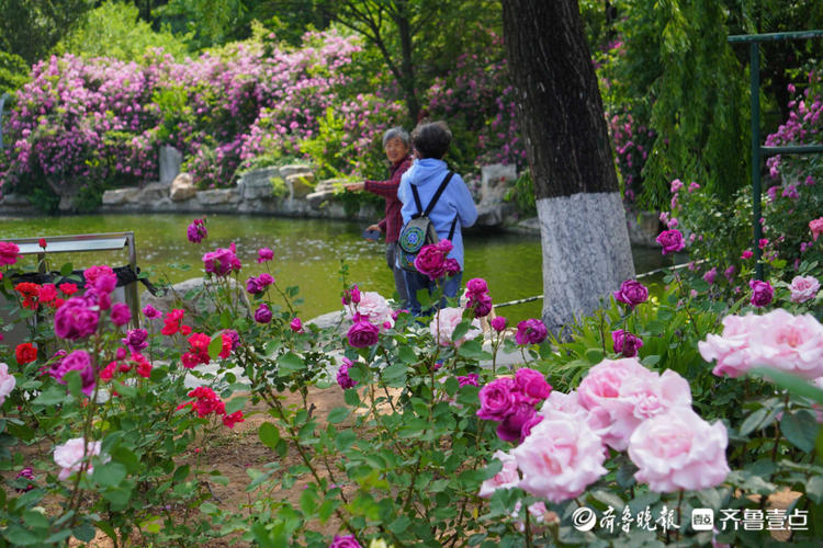 花开齐鲁|美了美了！济南泉城公园月季花争奇斗艳，快来赏花啦