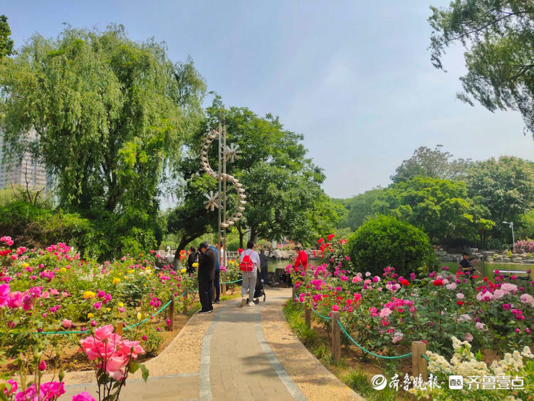 花开齐鲁|美了美了！济南泉城公园月季花争奇斗艳，快来赏花啦