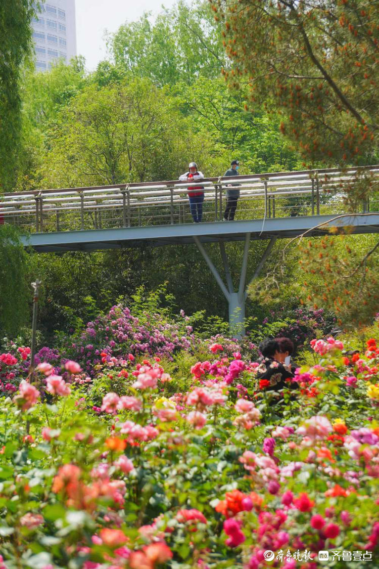 花开齐鲁|美了美了！济南泉城公园月季花争奇斗艳，快来赏花啦