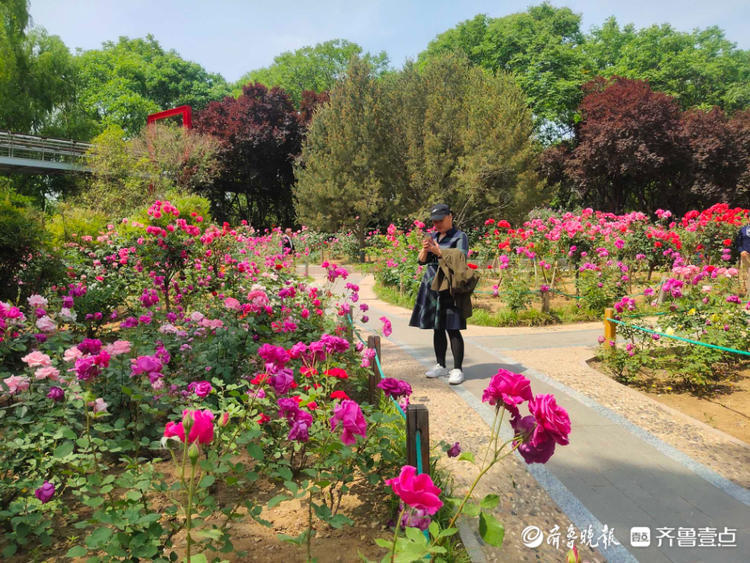 花开齐鲁|美了美了！济南泉城公园月季花争奇斗艳，快来赏花啦