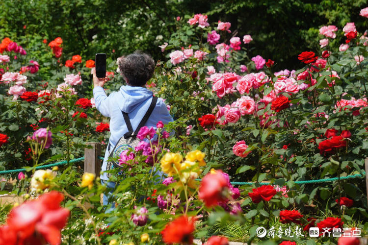 花开齐鲁|美了美了！济南泉城公园月季花争奇斗艳，快来赏花啦