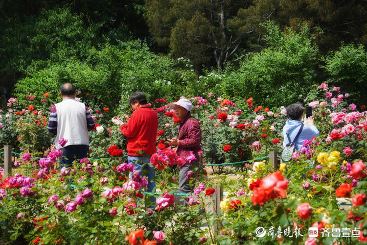 花开齐鲁|美了美了！济南泉城公园月季花争奇斗艳，快来赏花啦