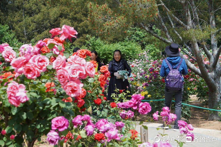 花开齐鲁|美了美了！济南泉城公园月季花争奇斗艳，快来赏花啦