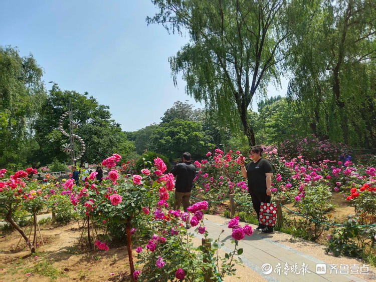 花开齐鲁|美了美了！济南泉城公园月季花争奇斗艳，快来赏花啦
