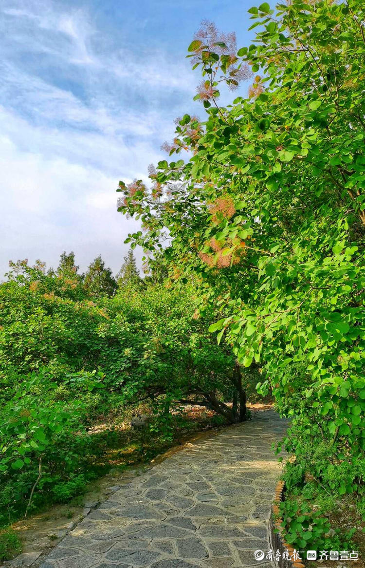 花开齐鲁|惊艳！初夏的济南英雄山色彩斑斓，如诗如画令人着迷
