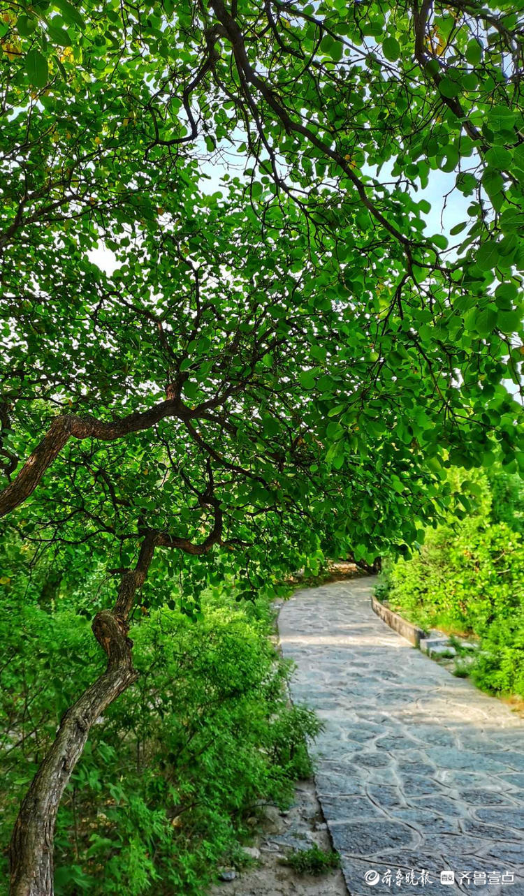 花开齐鲁|惊艳！初夏的济南英雄山色彩斑斓，如诗如画令人着迷