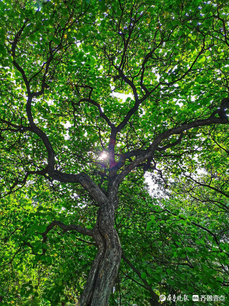 花开齐鲁|惊艳！初夏的济南英雄山色彩斑斓，如诗如画令人着迷