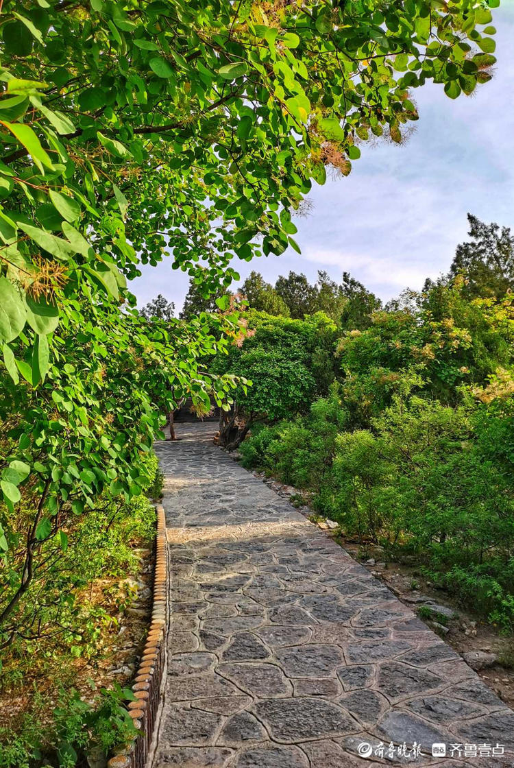 花开齐鲁|惊艳！初夏的济南英雄山色彩斑斓，如诗如画令人着迷