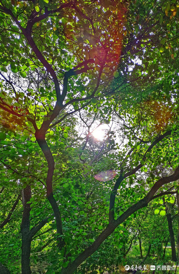 花开齐鲁|惊艳！初夏的济南英雄山色彩斑斓，如诗如画令人着迷