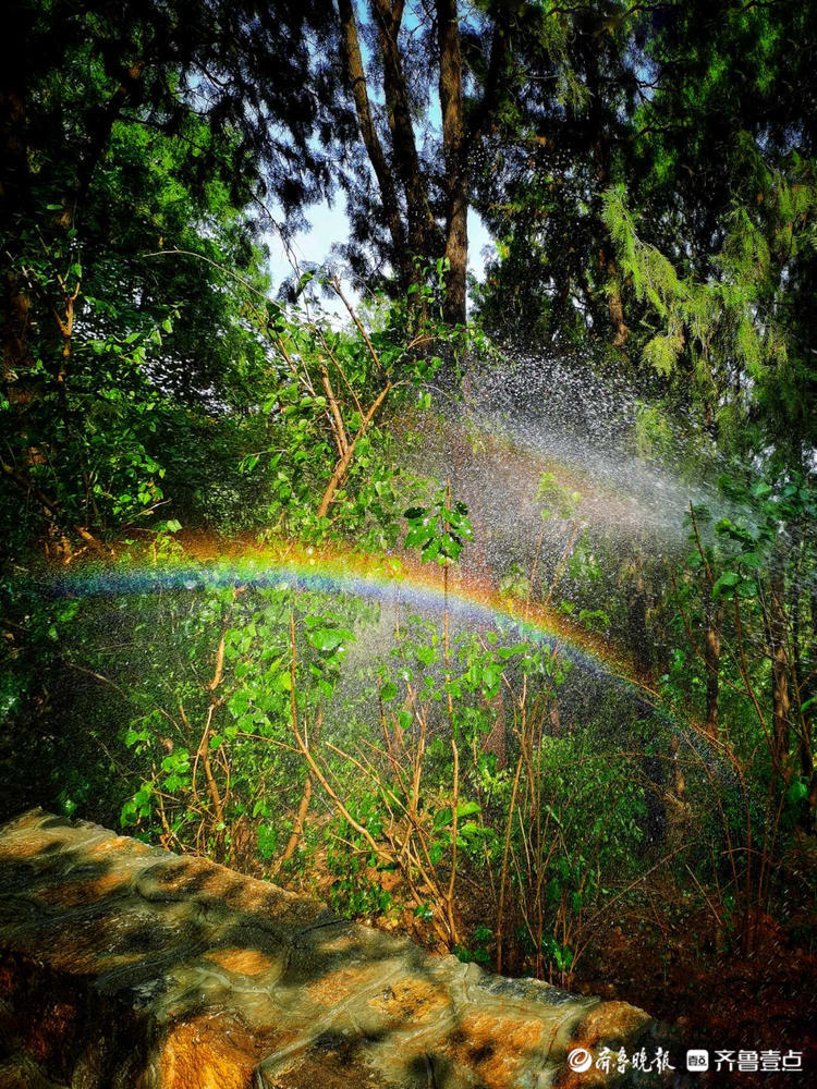 花开齐鲁|惊艳！初夏的济南英雄山色彩斑斓，如诗如画令人着迷