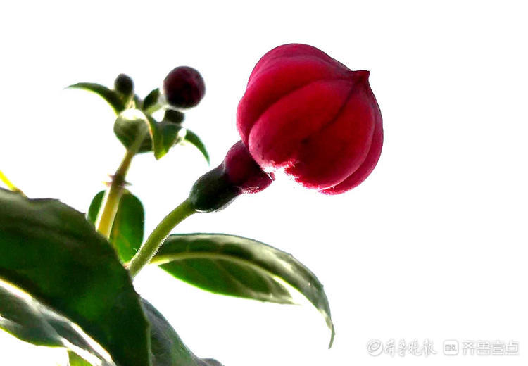 花开齐鲁|喜庆又漂亮！临沂郯城艳丽的“红灯笼花”，你见过吗？