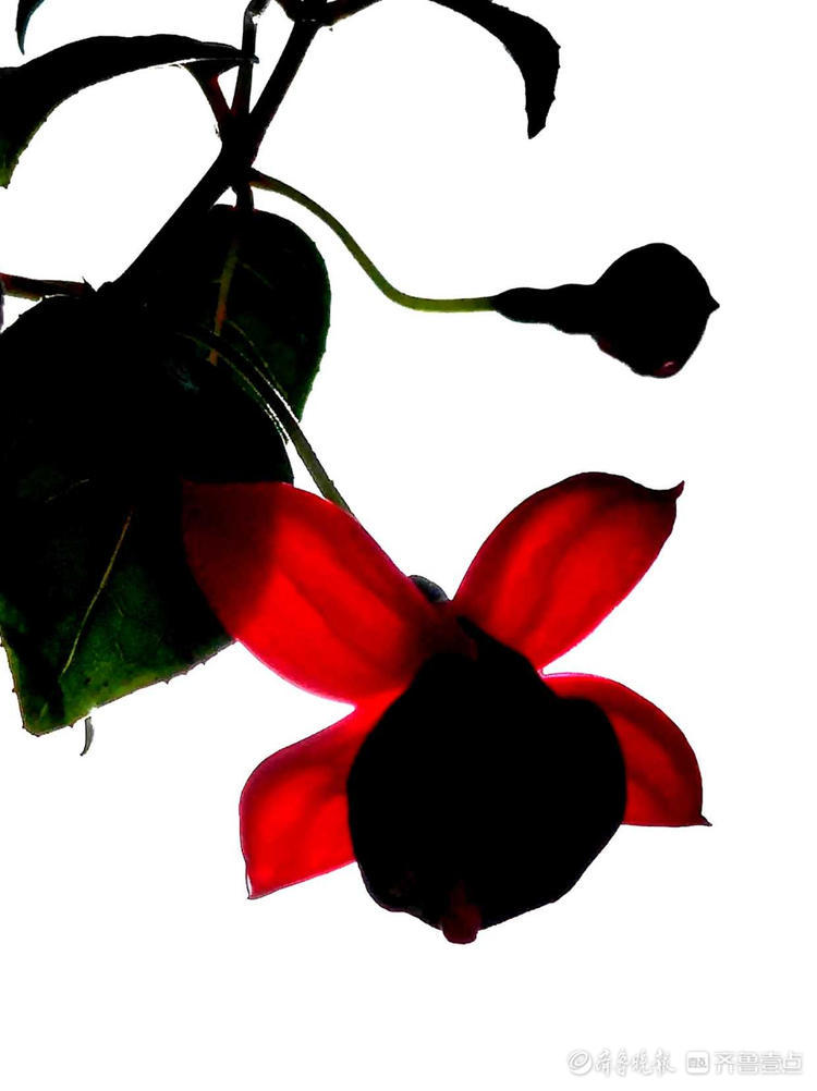 花开齐鲁|喜庆又漂亮！临沂郯城艳丽的“红灯笼花”，你见过吗？