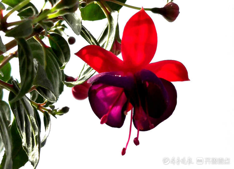 花开齐鲁|喜庆又漂亮！临沂郯城艳丽的“红灯笼花”，你见过吗？