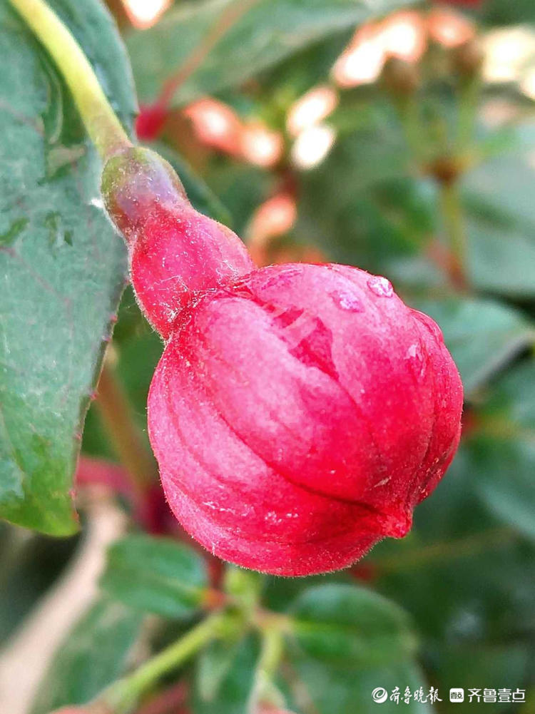 花开齐鲁|喜庆又漂亮！临沂郯城艳丽的“红灯笼花”，你见过吗？