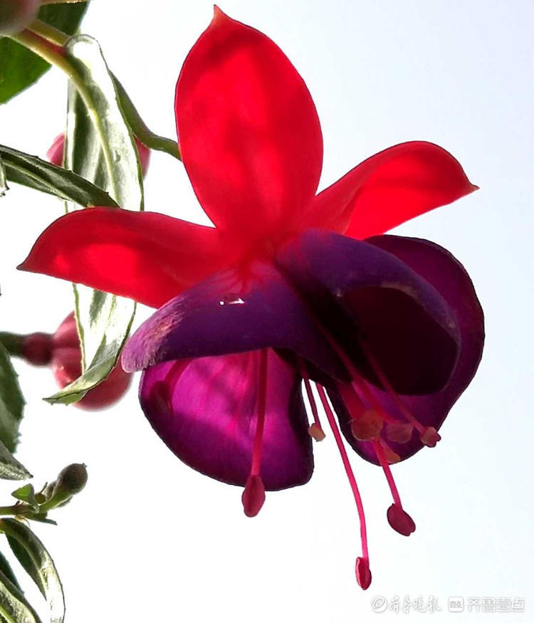 花开齐鲁|喜庆又漂亮！临沂郯城艳丽的“红灯笼花”，你见过吗？