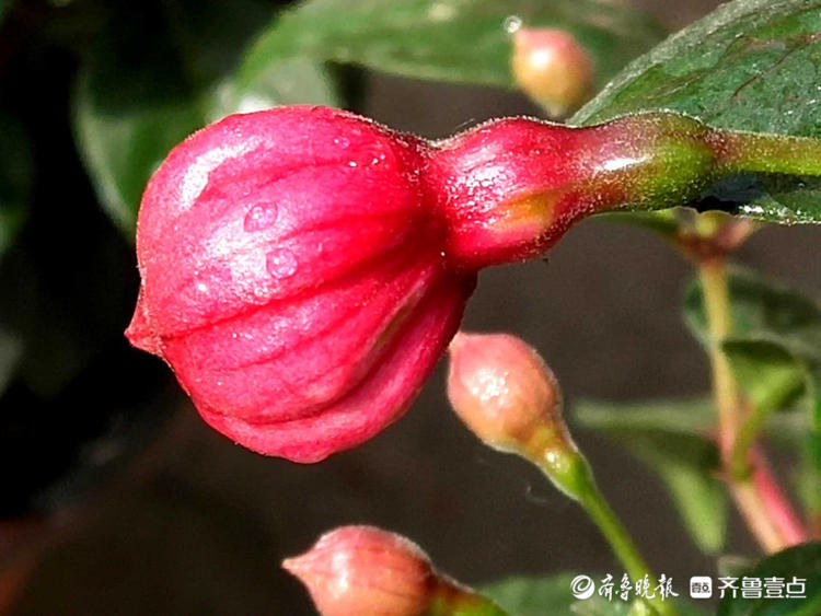 花开齐鲁|喜庆又漂亮！临沂郯城艳丽的“红灯笼花”，你见过吗？