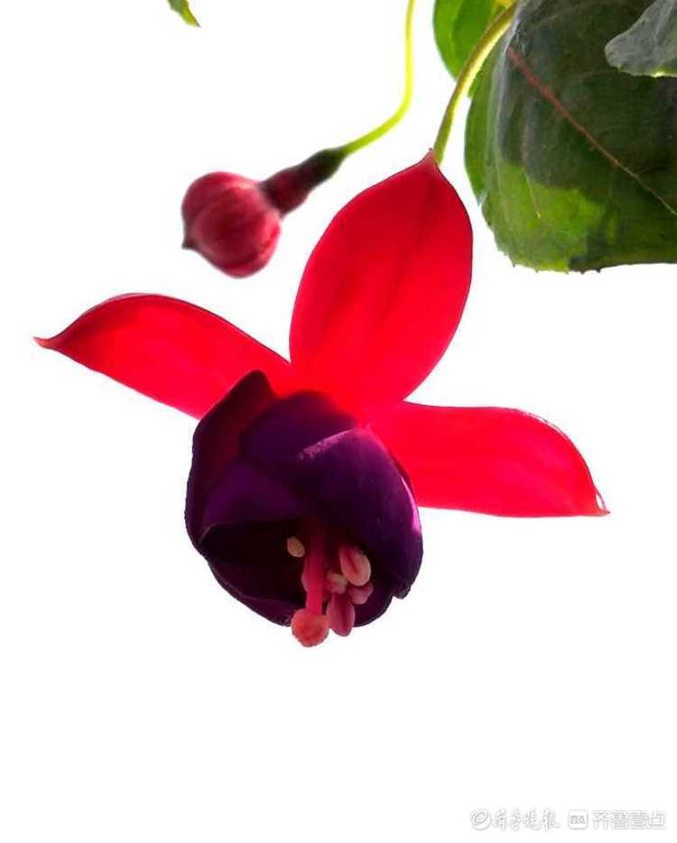 花开齐鲁|喜庆又漂亮！临沂郯城艳丽的“红灯笼花”，你见过吗？